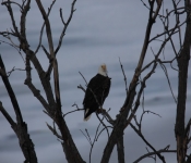 2015 02 07 RedWing 022